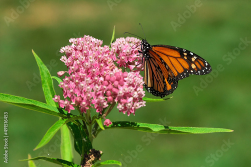 Close up of Monarch Butterfly Spreading its Wings on a Pink Swamp Milkweed Flower photo