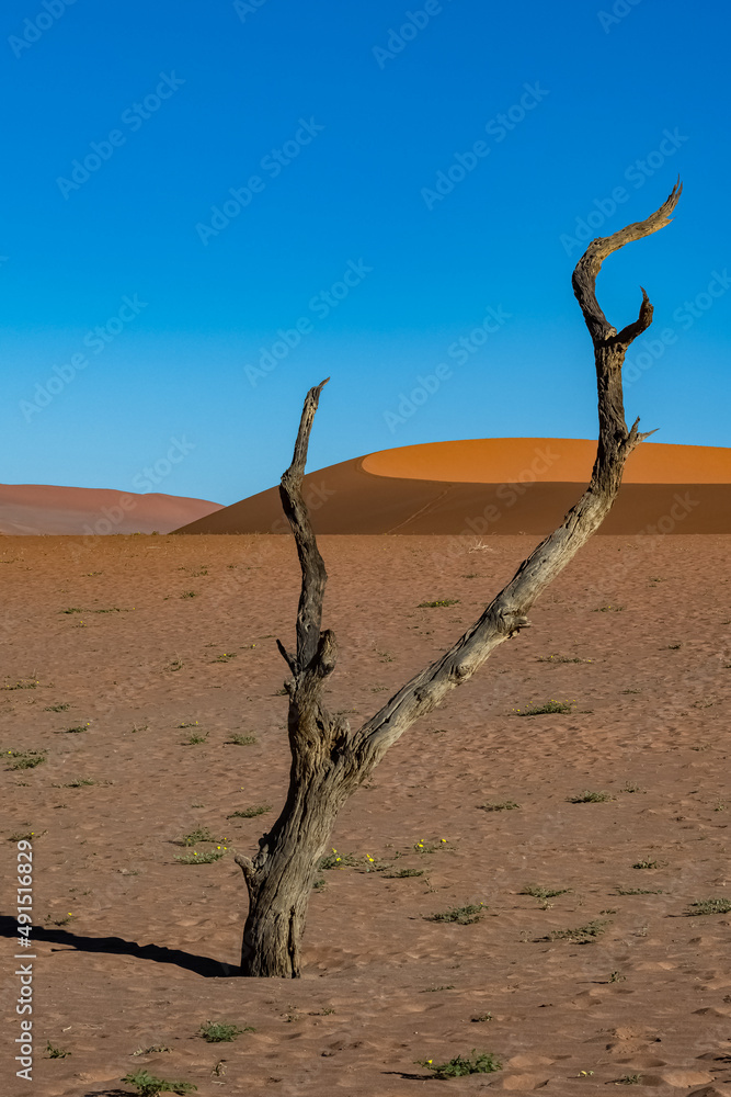 Namibia, the Namib desert, dead acacias in the Dead Valley, the red dunes in background
