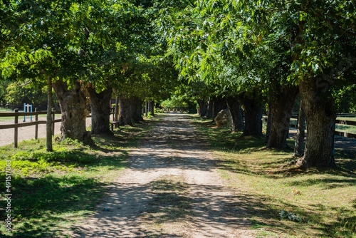 road in an uncovered field surrounded by trees, entrance to a hacienda