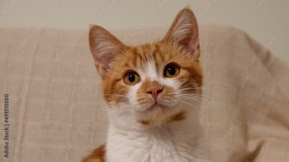 portrait of a cat. Healthy young big green-eyed cat staring very intently at a point. ginger red head cat. portrait of a cat. Healthy young big green-eyed cat staring very intently at a point. ginger red head cat.
