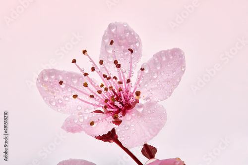 Single pink cherry blossom branch with dew moisture. Almond blossom or sakura flower macro with droplets of water.