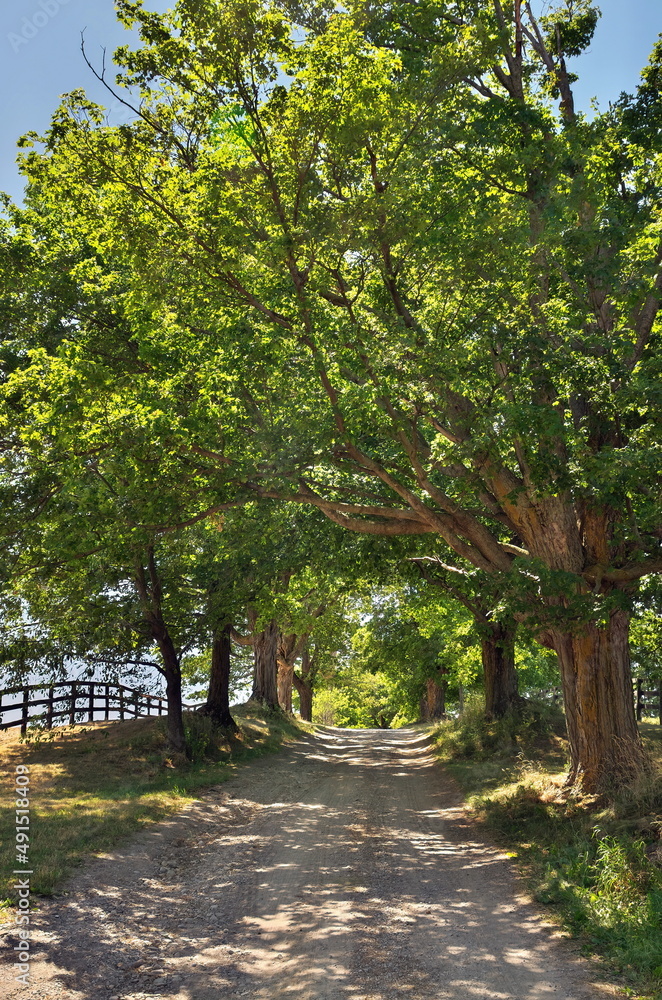 Idyllic Summer Scene with a Dirt Road Running Through Green Pastures Lined with Giant Maple Trees Idyllic Summer Scene with a Dirt Road Running Through Green Pastures Lined with Giant Maple Trees