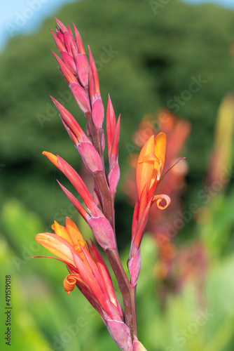 Indian shot (canna indica) flowers in bloom
