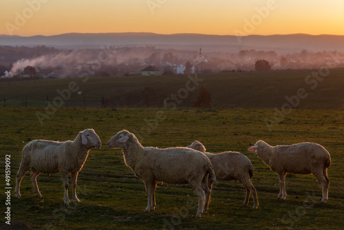 Sheep graze in the village at sunset