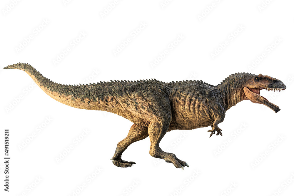Fototapeta premium Giganotosaurus , dinosaur on white background .