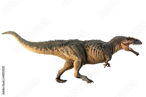 Giganotosaurus     dinosaur on white background .