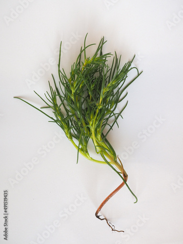 Obraz na plátne agretti (Salsola soda) vegetables food