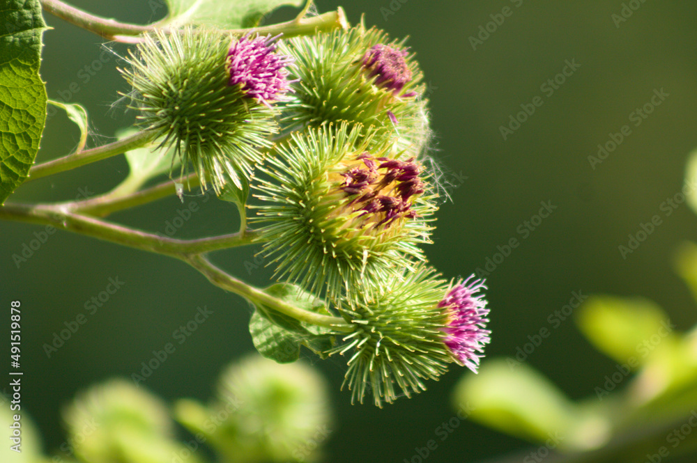 Lesser burdock in bloom closeup view with blurred plants on background Lesser burdock in bloom closeup view with blurred plants on background