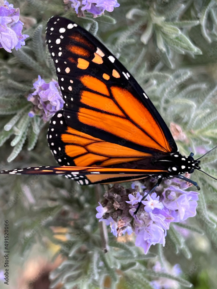 Obraz premium A beautiful butterfly rests on lavender blossoms.