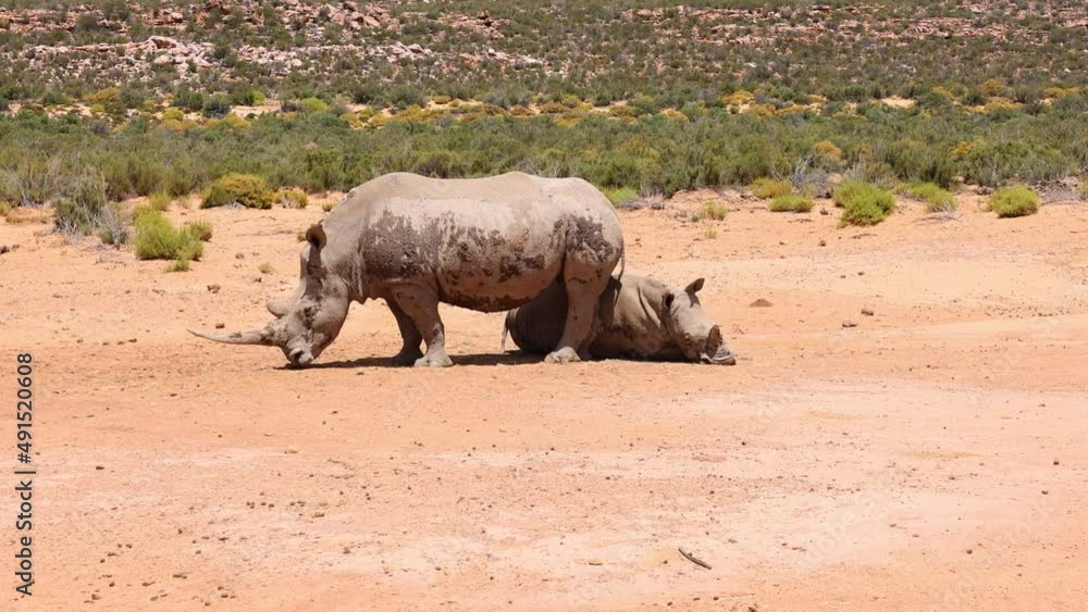 Two rhinos in natural environment. Large animals in dry and hot steppe landscape. Safari park, South Africa Two rhinos in natural environment. Large animals in dry and hot steppe landscape. Safari park, South Africa
