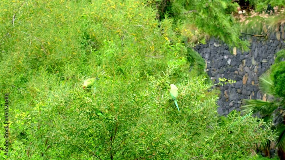 A group of rose-ringed parakeets (Psittacula krameri) on a green bush with fruits 4K UHD A group of rose-ringed parakeets (Psittacula krameri) on a green bush with fruits 4K UHD