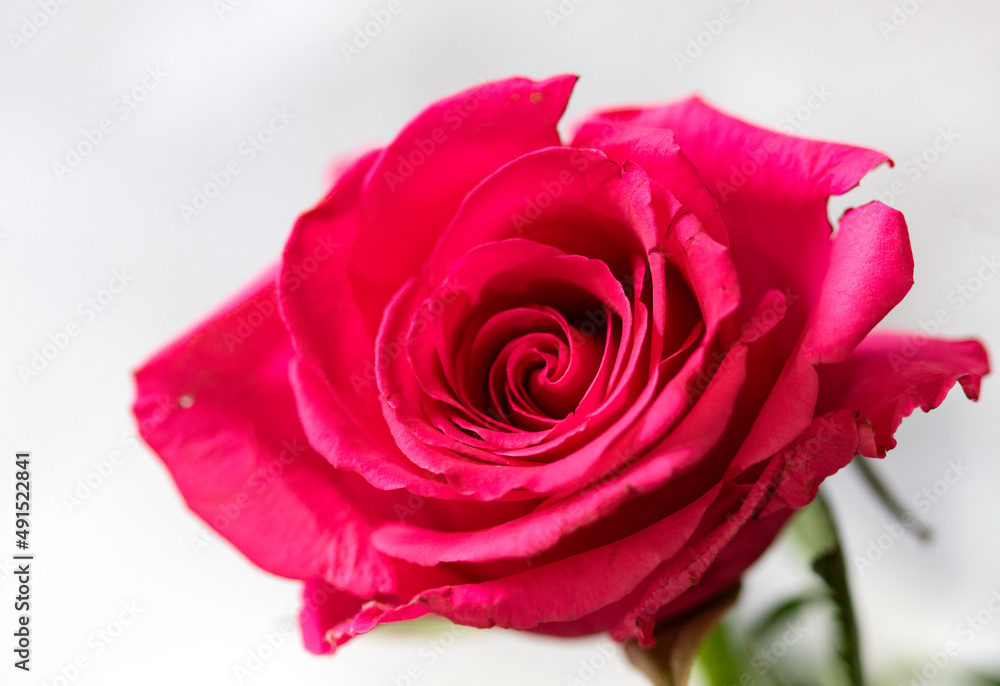Close-up of red rose isolated on white backround Close-up of red rose isolated on white backround
