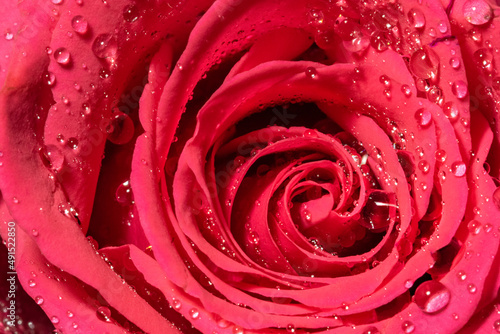 Close-up of red rose with water drops 