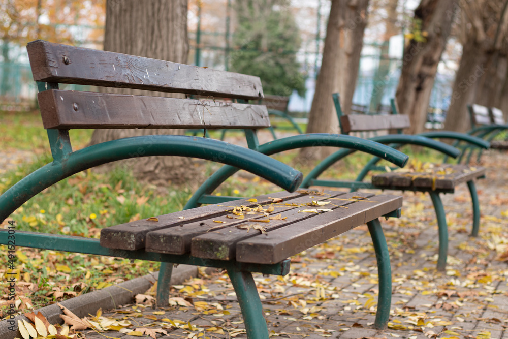 Empty wooden green bench in autumn park with trees and yellow leaves. Peace and rest in the nature fall season. Selective focus. A closeup.