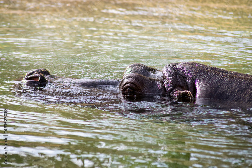 Hippopotamus on the river, cruising the river with eyes above water level. Hippopotamus on the river, cruising the river with eyes above water level.