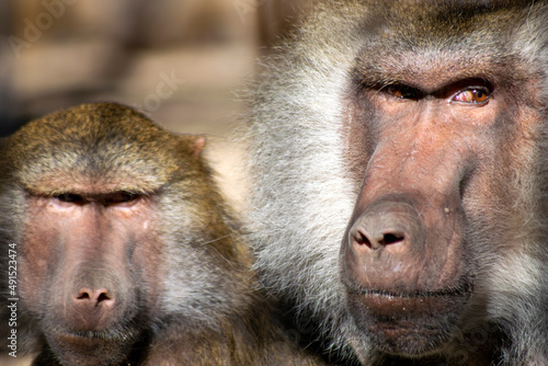 Baboon primates, couple of baboons. Baboons looking.  © Vtor