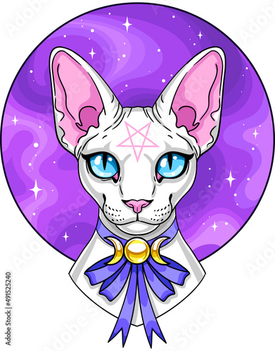 White sphynx cat with space on background