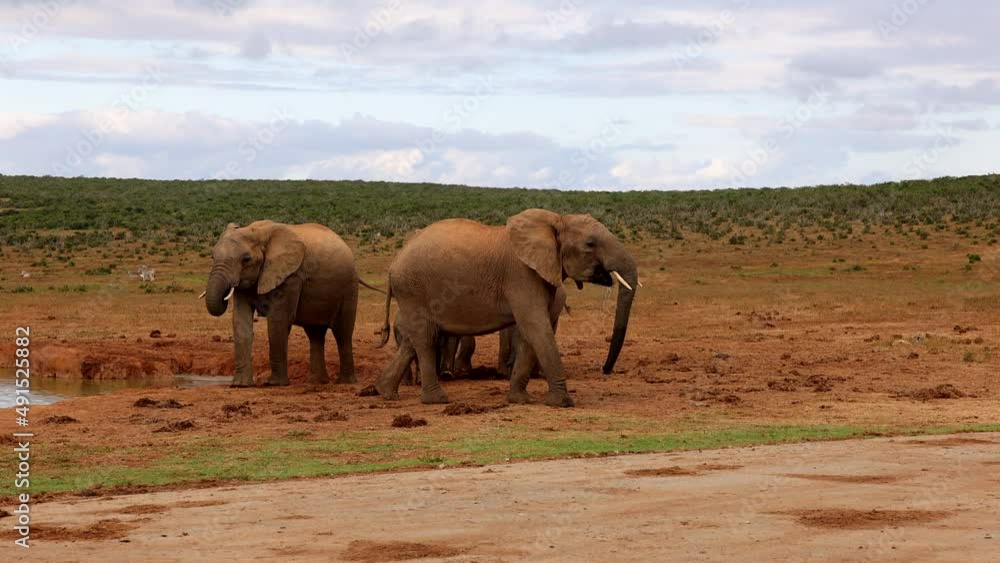 Elephants drinking from water hole and going on journey. Animals in African landscape. Safari park, South Africa Elephants drinking from water hole and going on journey. Animals in African landscape. Safari park, South Africa