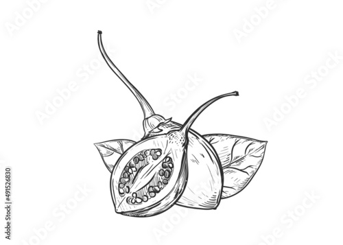 Hand drawn sketch black and white of fruit tamarillo, branch, plant, leaf. Vector illustration. Elements in graphic style label, card, sticker, menu, package. Engraved style illustration. photo