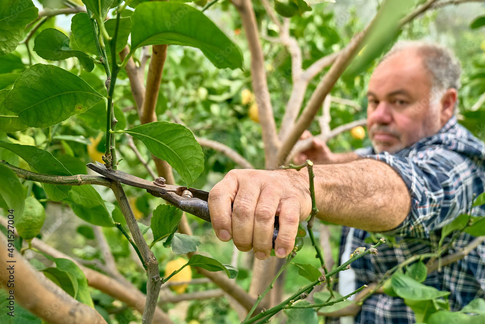 Seasonal pruning of trees. Mature bearded gardener pruning lemon tree with pruning shears. Taking care of garden. Cutting tree branch. Spring gardening. Defocused man. Focus on shears.