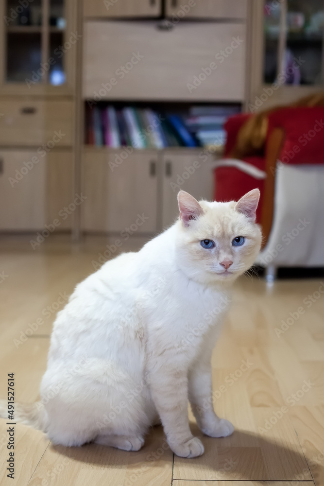 Portrait of  beige  British adult cat at home