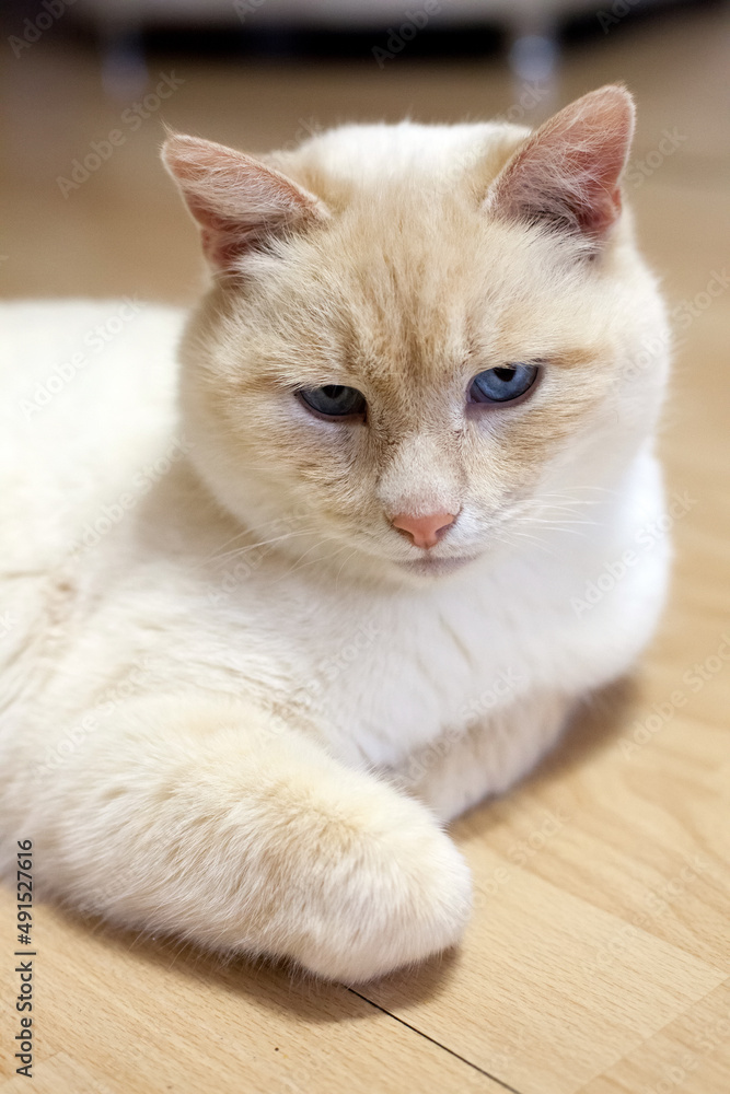 Portrait of beige British adult cat at home Portrait of beige British adult cat at home