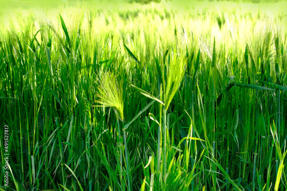 Obraz premium green ripening ears of wheat on the field, concept of future harvest, bread production, agricultural sector of the country's