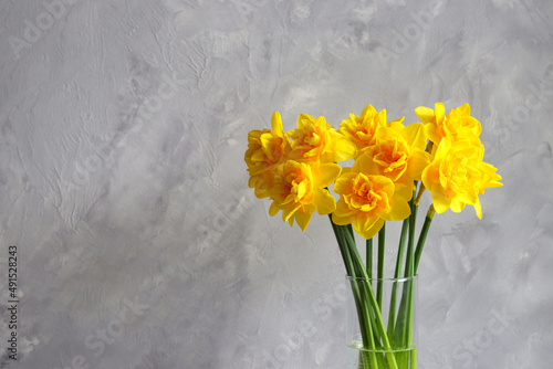 Beautiful bouquet of yellow daffodils with copy space against a gray wall. Flower arrangement. Springtime. Greeting card for the holidays