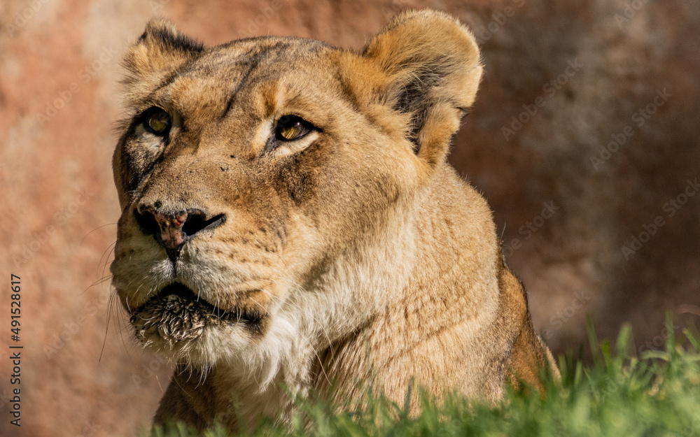 Lioness basks in sun, San Diego Wild Animal Park, San Diego, California, United States. Lioness basks in sun, San Diego Wild Animal Park, San Diego, California, United States.