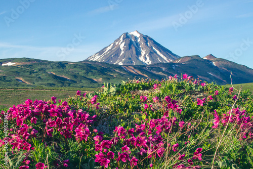 Landscape with a flower meadow against the backdrop of a volcano. Landscape with a flower meadow against the backdrop of a volcano. Kamchatka Peninsula, Russia.