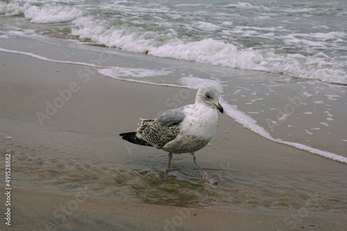 seagull on the beach