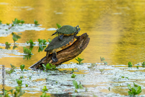 Turtles