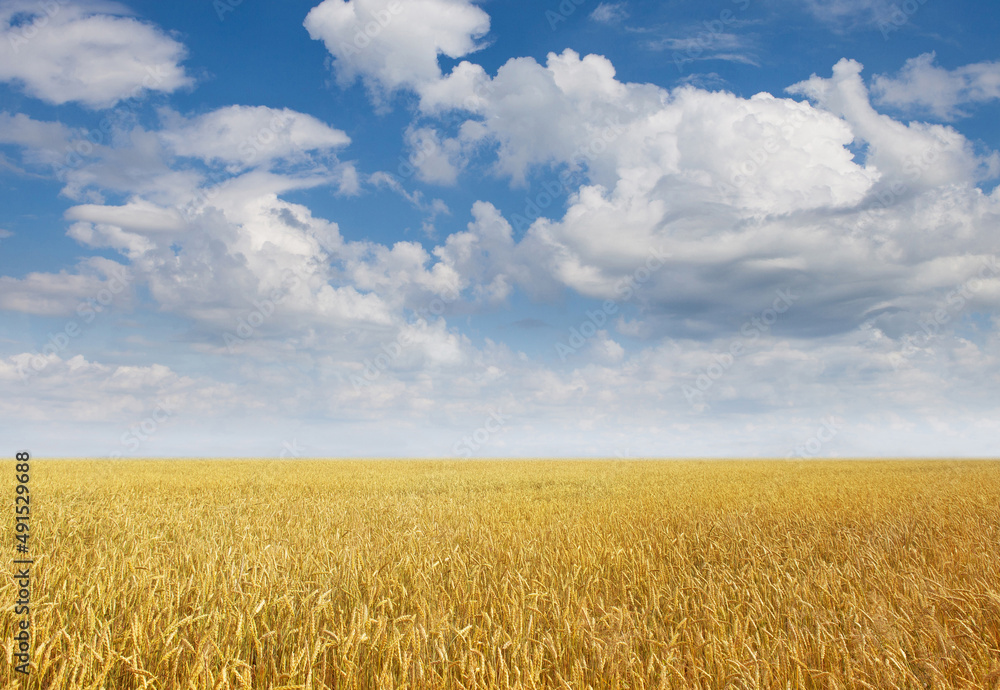golden wheat field with blue sky in background. summer concept