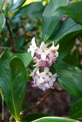 Daphne odora, winter daphne, is a species of flowering plant in the family Thymelaeaceae, native to China, later spread to Japan and Korea.