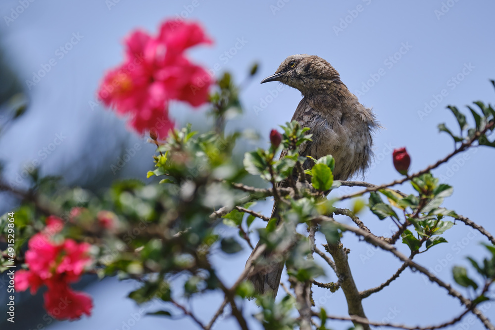 Long tailed Mockingbird (Mimus longicaudatus), perched on the branches of a bush among flowers. Long tailed Mockingbird (Mimus longicaudatus), perched on the branches of a bush among flowers.