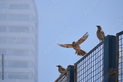 Long tailed Mockingbird (Mimus longicaudatus), flying over an urban fence. photo