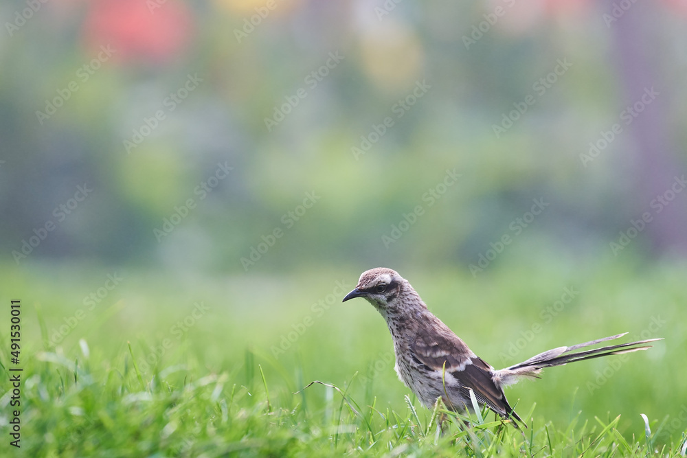 Long tailed Mockingbird (Mimus longicaudatus) perched on fresh green grass. Long tailed Mockingbird (Mimus longicaudatus) perched on fresh green grass.