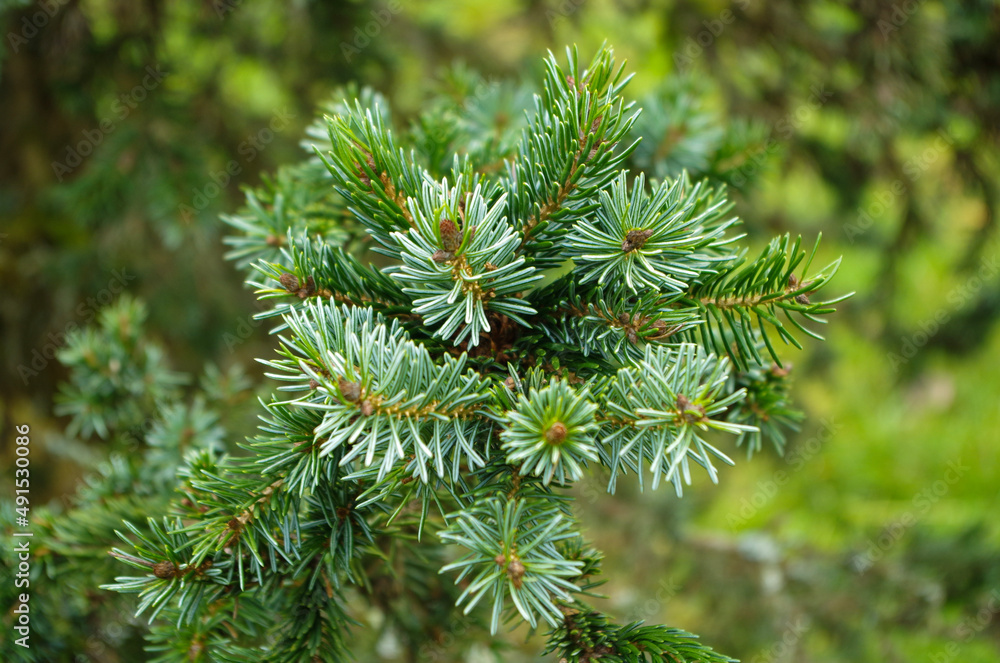 Pine Needles (Close-up) Pine Needles (Close-up)