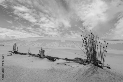 Dessert driftwood clouds death desertification