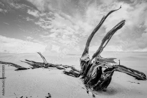 Dessert driftwood clouds death desertification