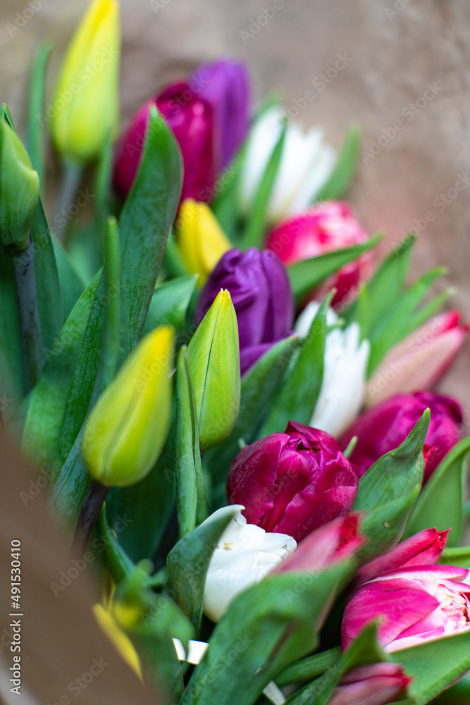 tulipany, młode wiosenne żółte tulipany, Flowers, Kwiaty, wiosna, dzień kobiet  - obrazy, fototapety, plakaty 