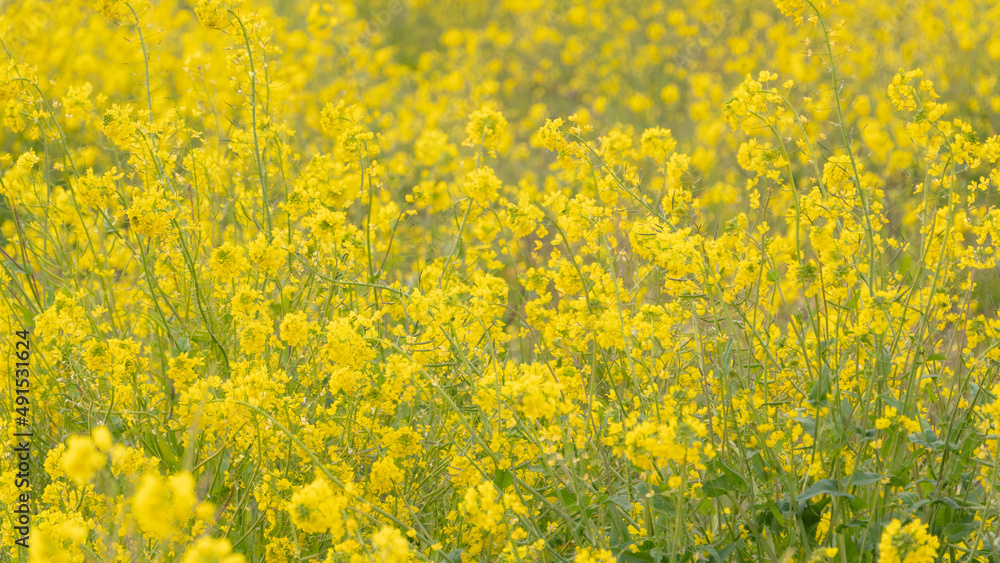 Obraz premium 菜の花畑で咲く満開の菜の花