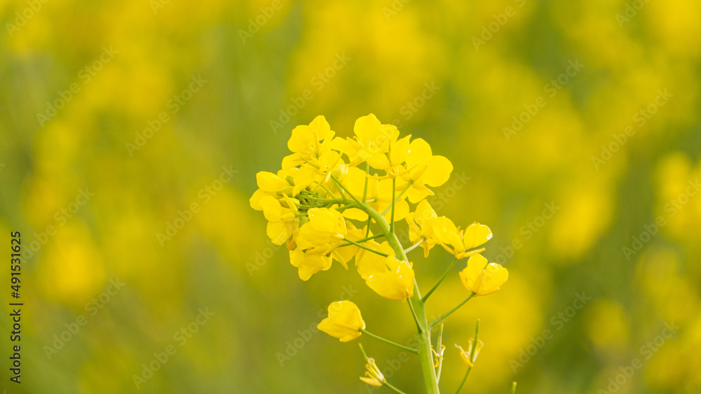 菜の花畑で咲く満開の菜の花