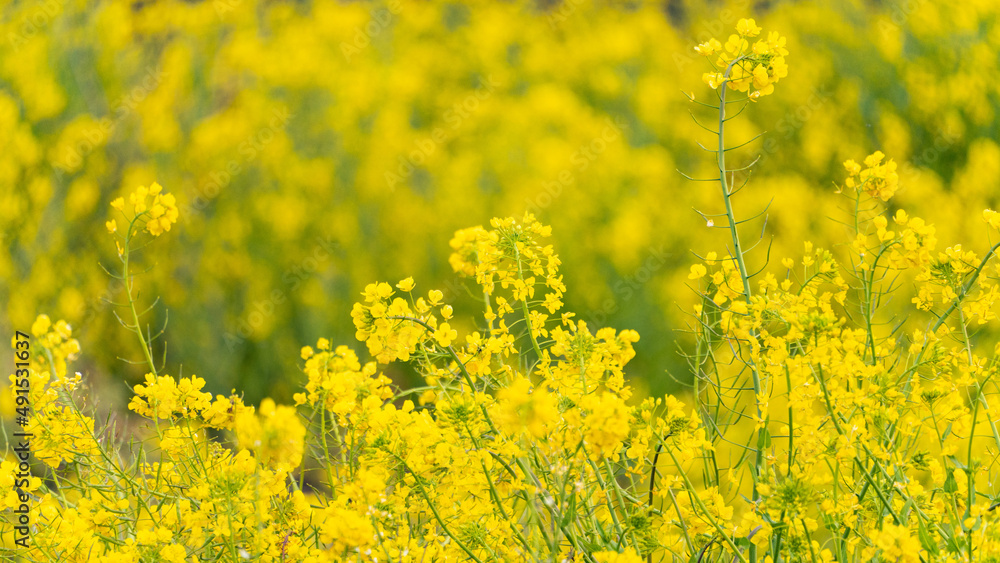 菜の花畑で咲く満開の菜の花 菜の花畑で咲く満開の菜の花