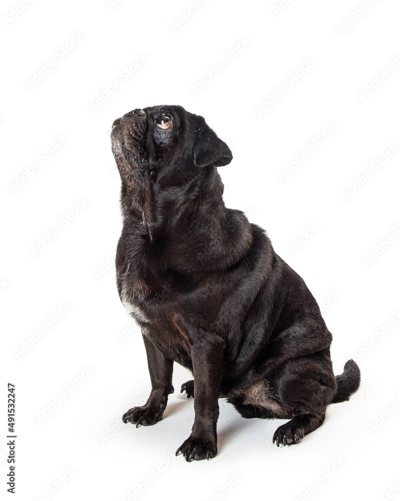 Obraz premium Black Pug Dog Sitting Looking Up