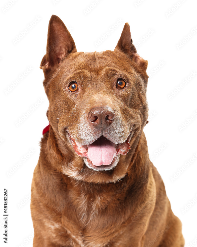 A cute large mixed breed dog with happy smiling friendly expression