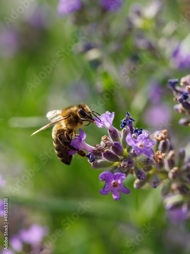 Bee on a lavender flower. © lapis2380