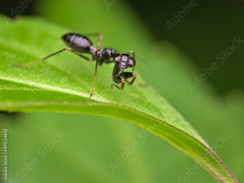 little black praying mantis on the leaf