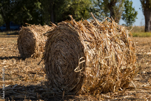 Harvesting. Round bales made from corn stalks. Agriculture in the steppe.