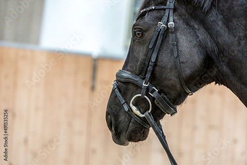 Fotografi Close-up of a horses head. Focus on a horse wearing a bridle